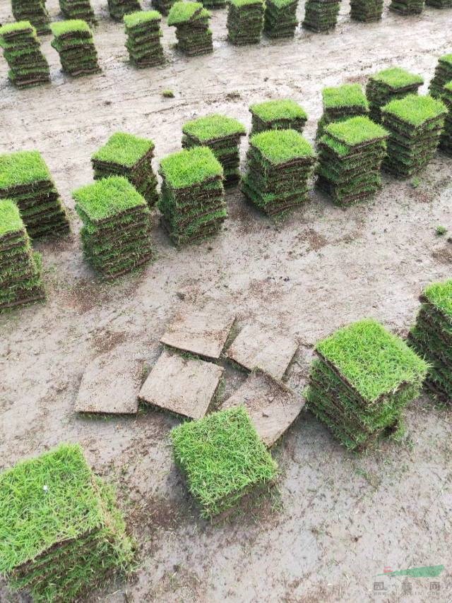 郴州馬尼拉草皮批發(fā)