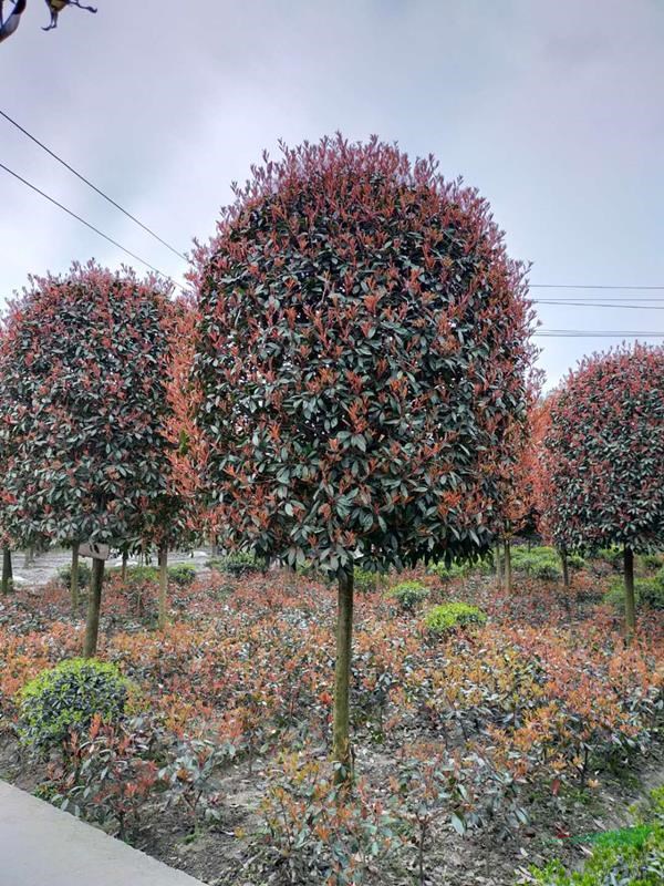 四川成都紅葉石楠價(jià)格，紅葉石楠基地批發(fā)