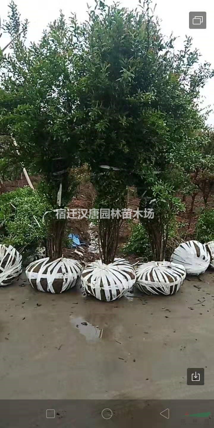 大冠幅丛生花石榴  冠幅2~3米