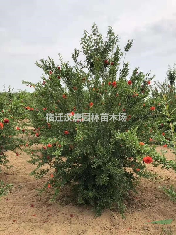 大冠幅丛生花石榴  冠幅2~3米