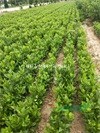 一年鈣果苗+兩年鈣果苗=鈣果苗育苗基地