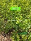 一年鈣果苗+兩年鈣果苗=鈣果苗育苗基地