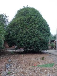 精品桂花樹15一35公分
