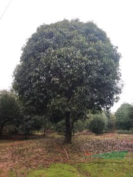 精品桂花樹15一35公分