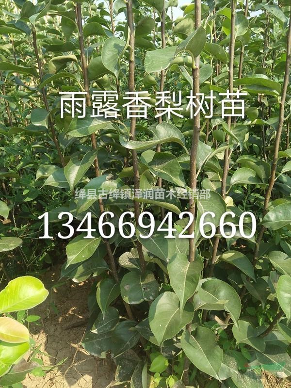 蘋果苗價格=無菌蘋果苗價格=山西新品種蘋果苗價格