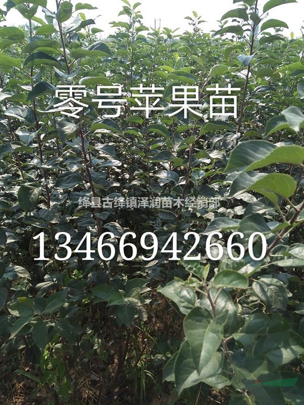 蘋果苗價格=無菌蘋果苗價格=山西新品種蘋果苗價格