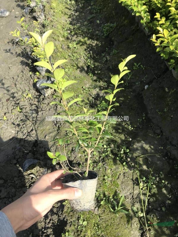 金葉女貞批發(fā)基地 金葉女貞基地 金葉女貞價(jià)格 杯苗地苗