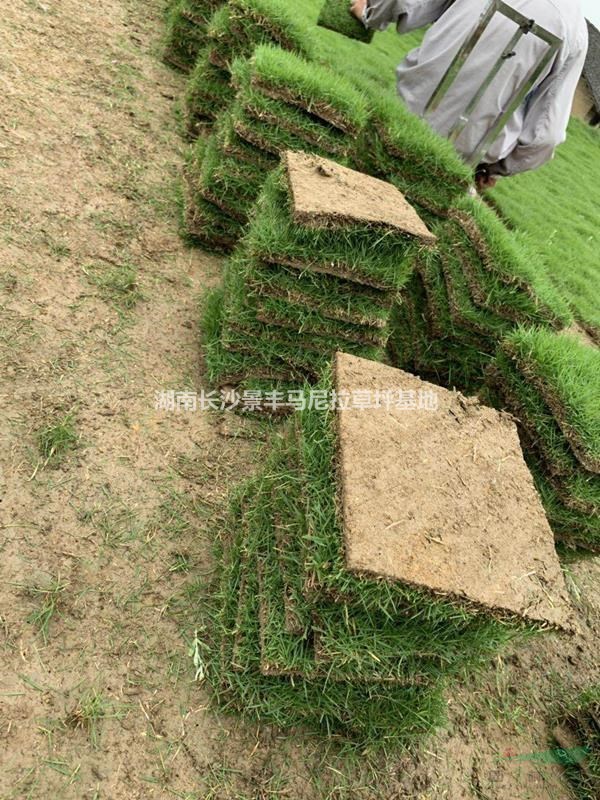 長沙哪里有護坡馬尼拉草皮供應(yīng)