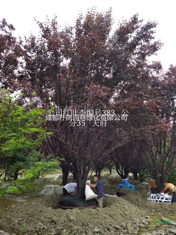 25厘米紅葉李多少錢 成都紫葉李報價 紅葉李產(chǎn)地在哪兒