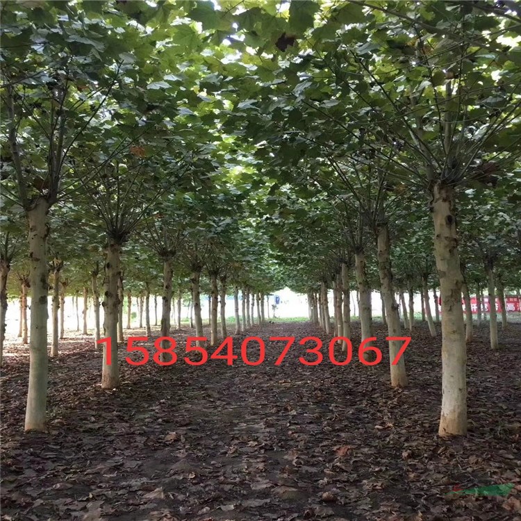 山東20公分法桐價(jià)格報(bào)價(jià) 貨源充足優(yōu)質(zhì)法桐