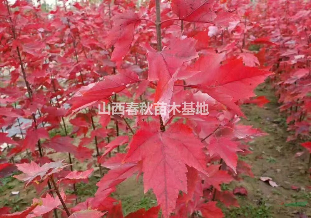 供應紅楓產(chǎn)地·6公分紅楓價格、山西9公分紅楓價格批發(fā)
