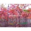 供應紅楓產(chǎn)地·6公分紅楓價格、山西9公分紅楓價格批發(fā)