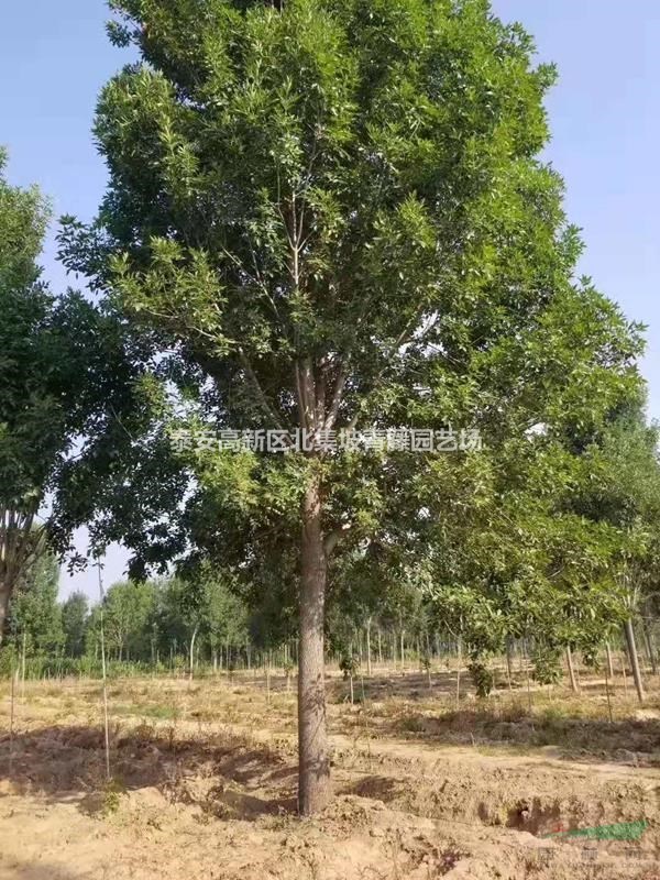泰安白蜡树，精品白蜡树工程苗，15公分白蜡树优惠
