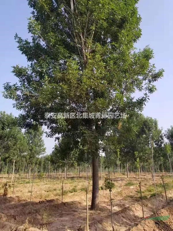 泰安白蜡树，精品白蜡树工程苗，15公分白蜡树优惠