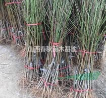 毛桃苗價格/山西毛桃苗價格/毛桃苗粗度0.5/優(yōu)質(zhì)山桃苗批發(fā)