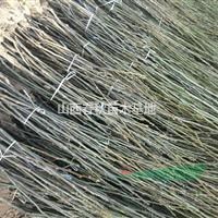 毛桃苗價格/山西毛桃苗價格/毛桃苗粗度0.5/優(yōu)質(zhì)山桃苗批發(fā)
