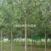 苦連樹供應(yīng)商、10公分苦連樹種植山西基地