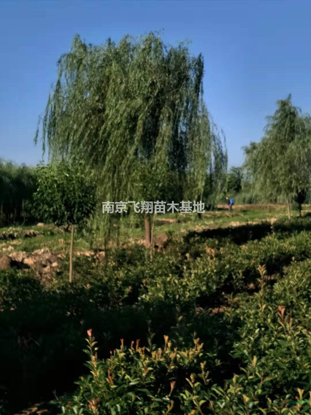 雪松，紅葉石楠樹/球，金絲垂柳