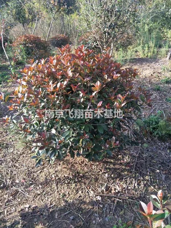紅葉石楠