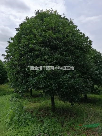 精品桂花樹(shù)價(jià)格/桂花樹(shù)圖片