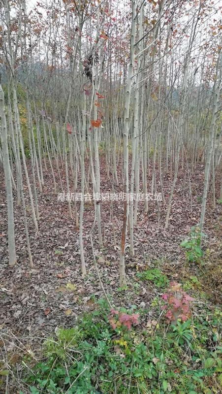 楓香小苗種植基地、一年楓香小苗價(jià)格、張家苗木基地供應(yīng)信息