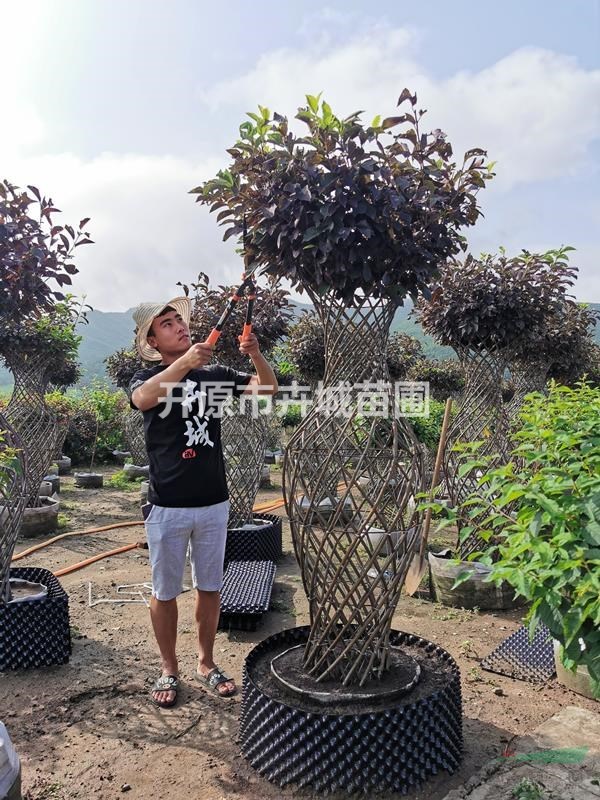 遼寧紫葉稠李花瓶，紫葉稠李編織藝術(shù)花瓶造型基地