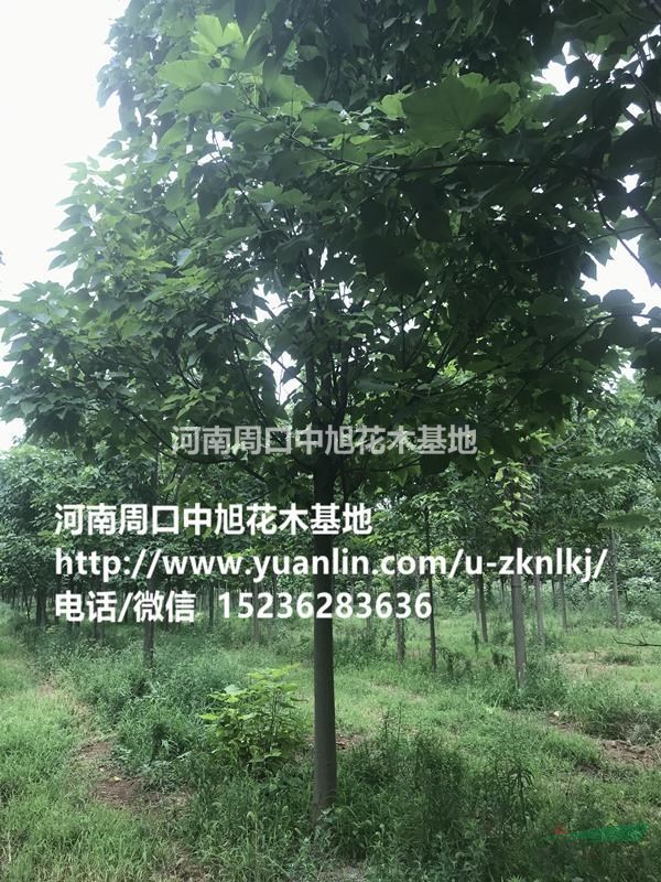 15公分楸樹(shù)苗圃直供
