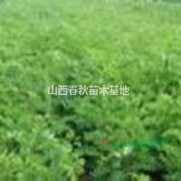 香花槐價格,,香花槐產(chǎn)地,,絳縣香花槐供應(yīng)商