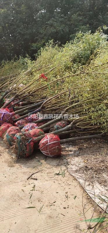 2公分黃金槐價格3至4公分黃金槐多少錢一棵