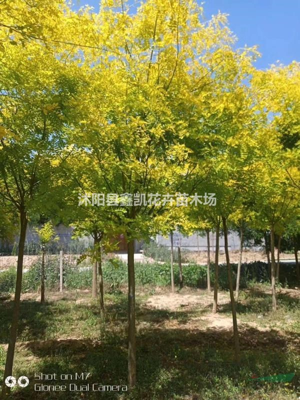 6公分金葉榆價(jià)格江蘇產(chǎn)地6-7各種金葉榆報(bào)價(jià)