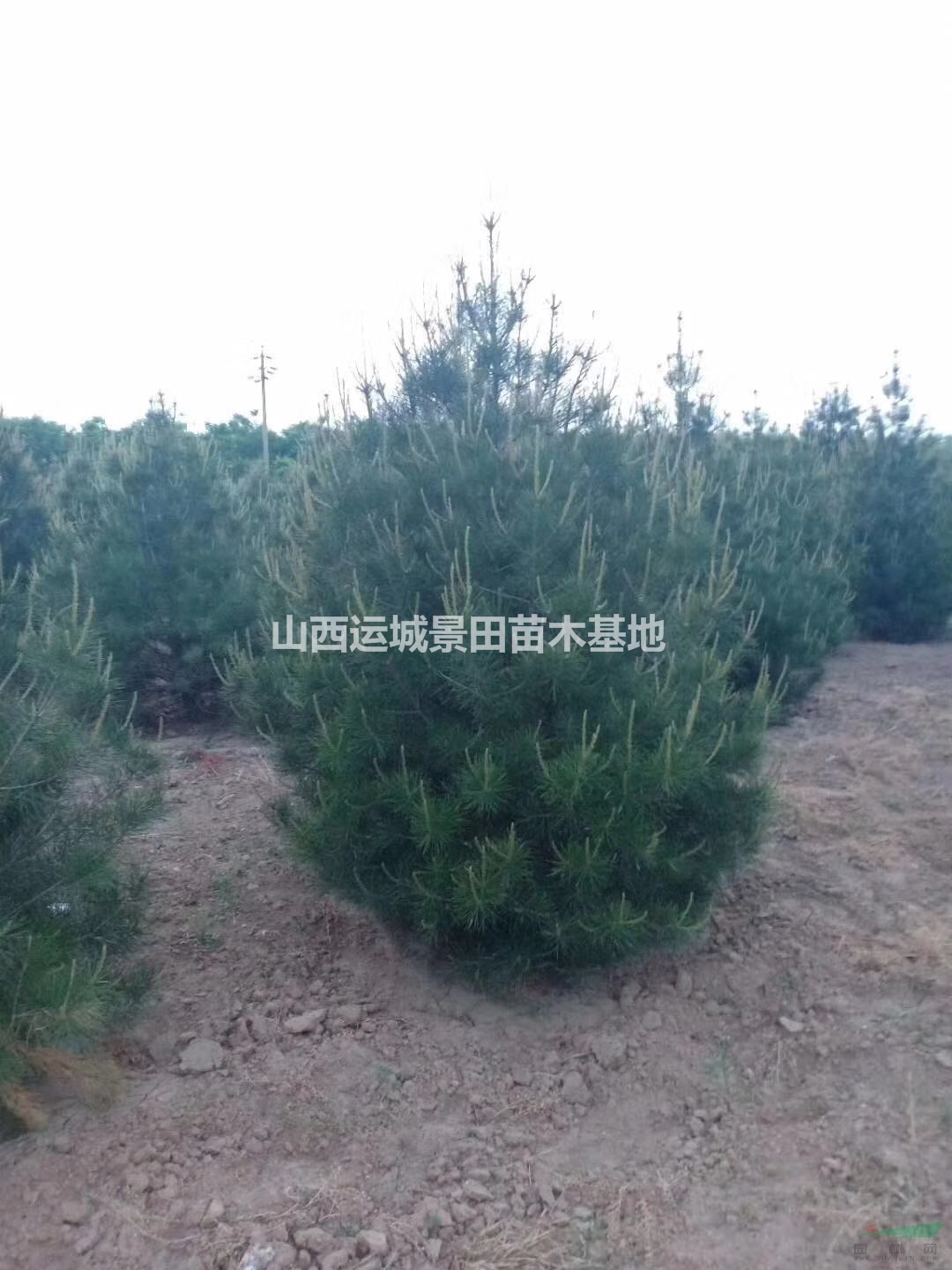 出售白皮松·工廠綠化白皮松，礦場綠化白皮松，荒山綠化白皮松