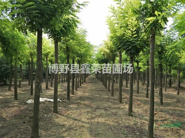 10公分洋槐價格表 12公分洋槐品種全