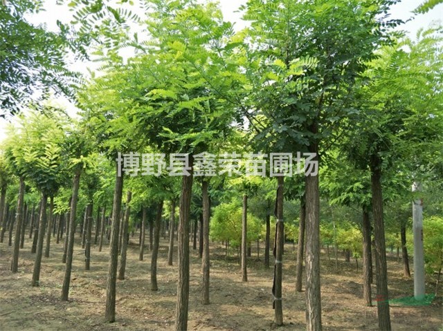 10公分洋槐價格表 12公分洋槐品種全