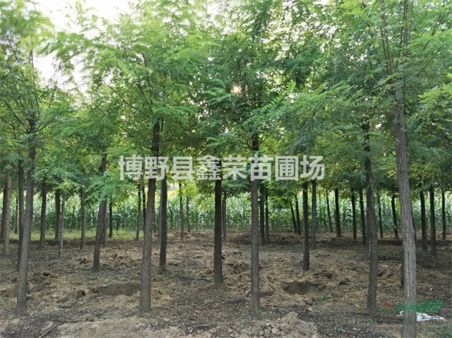 7公分洋槐生產(chǎn)商 9公分洋槐生產(chǎn)基地