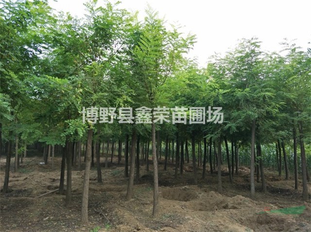 7公分洋槐生產(chǎn)商 9公分洋槐生產(chǎn)基地