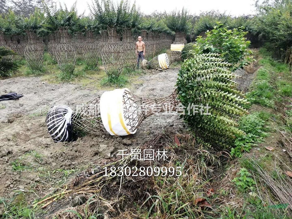 成都植物造型哪里有？ 紫薇基地直銷 性價(jià)比高