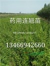 连翘苗=三年连翘苗0.8粗价格=连翘苗产地直发包邮批发价格