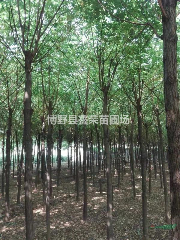 2公分刺槐 4公分刺槐供應價格低