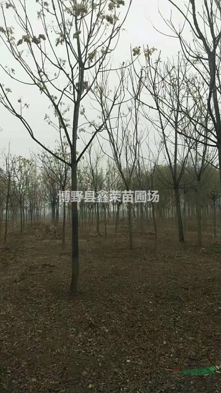 4公分臭椿銷售 6公分臭椿銷售基地