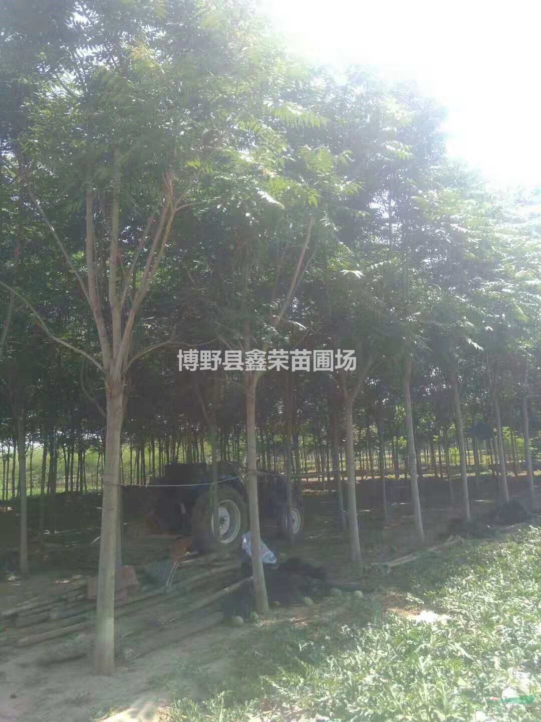 4公分臭椿銷售 6公分臭椿銷售基地
