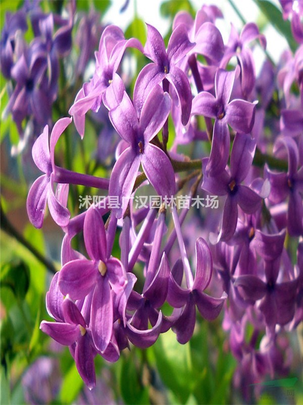 供應(yīng)暴馬丁香苗