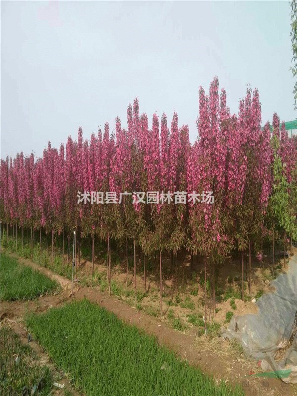 北美海棠
