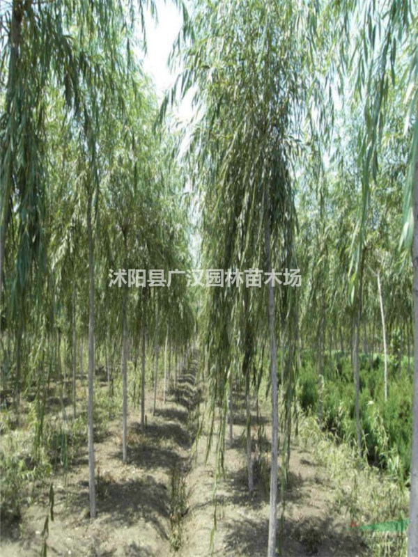 供應(yīng)垂柳樹苗