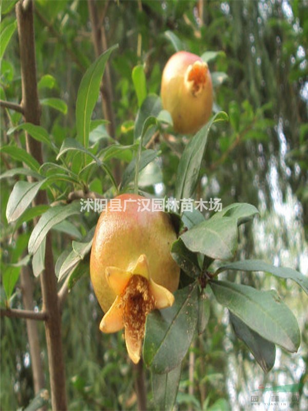 供應(yīng)叢生花石榴樹(shù)苗