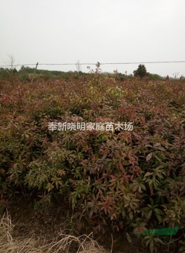 一年級生木荷小苗種植基地|會埠張家苗木基地供應(yīng)信息、木荷圖片