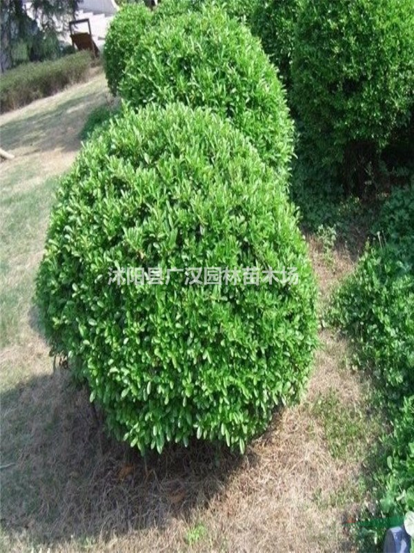 供應(yīng)大葉黃楊球苗