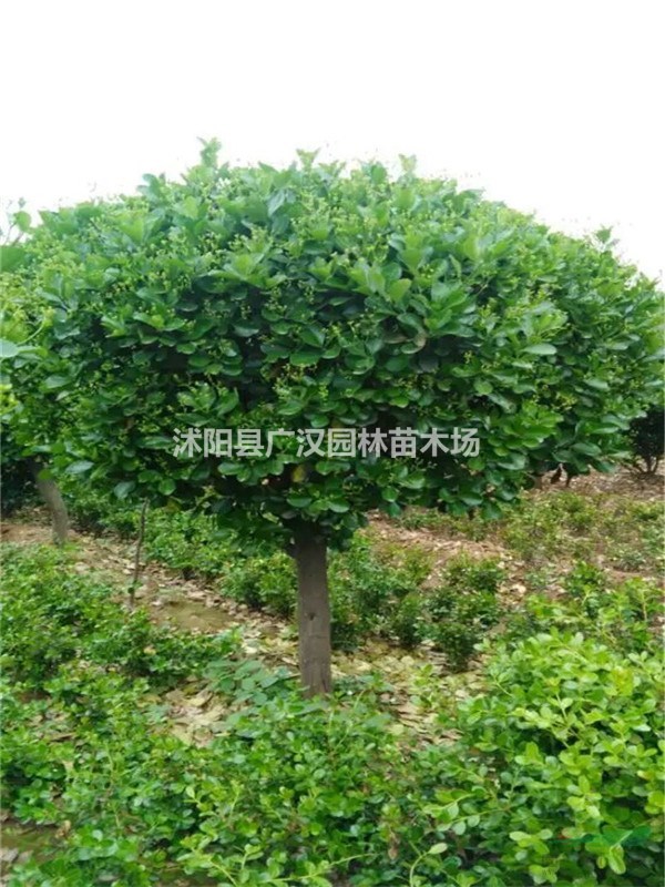 供應(yīng)大葉黃楊球苗