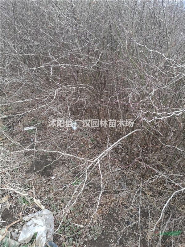 供應(yīng)黃刺玫樹苗
