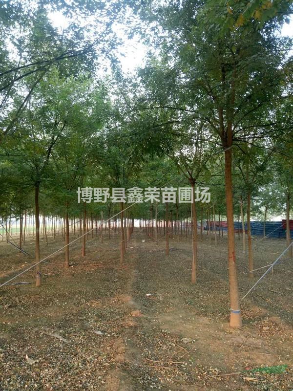 17公分國槐自家種植 19公分國槐發(fā)布范圍