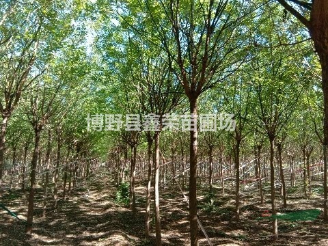 17公分國槐自家種植 19公分國槐發(fā)布范圍